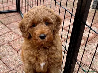 Australian Labradoodle dogs Australian Mini Double Doodle Multigen puppies. - Advert 13