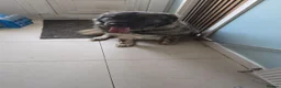 Caucasian Shepherd Dog dogs for sale: Female Caucasian Shepherd in Pontefract - Advert 2