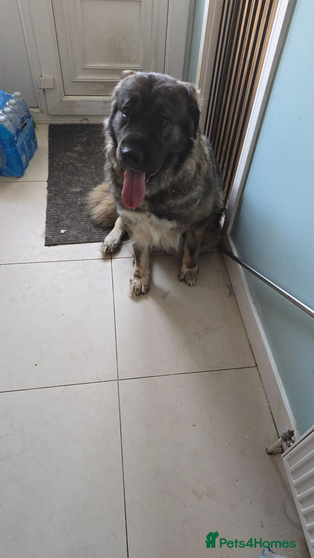 Caucasian Shepherd Dog dogs for sale: Female Caucasian Shepherd in Pontefract - Advert 2
