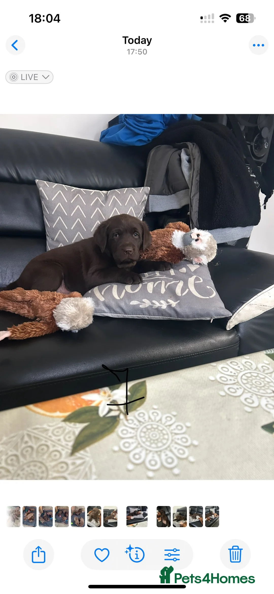 Labrador Retriever dogs for sale: Beautiful Labrador Retriever Puppies for Sale - Advert 2