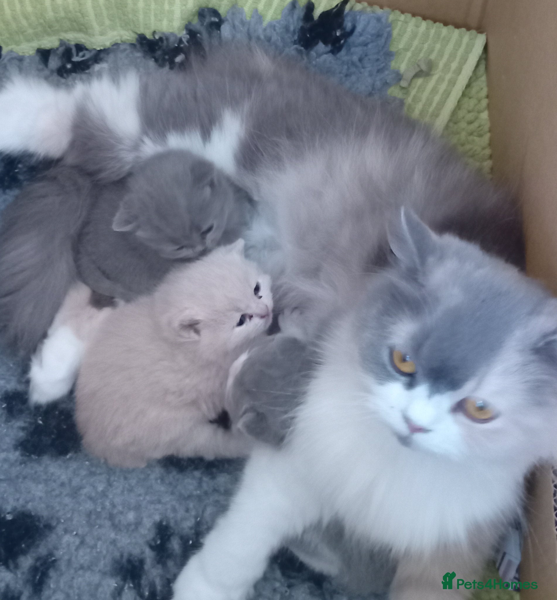 British Shorthair cats Gorgeous British short-haired kittens  - Advert 6