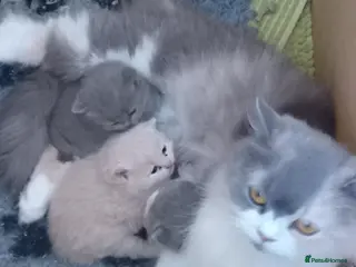 British Shorthair cats Gorgeous British short-haired kittens - Advert 6