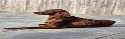 Irish Setter dogs for sale: Quality IRISH SETTER Puppies - Advert 22