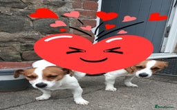 Jack Russell dogs for sale: Jack Russell Terriers - Image 2