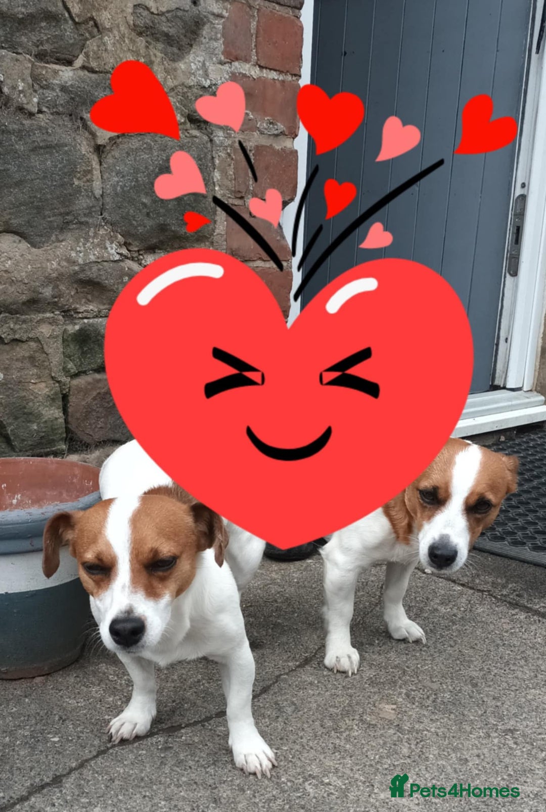 Jack Russell dogs for sale: Jack Russell Terriers - Image 2