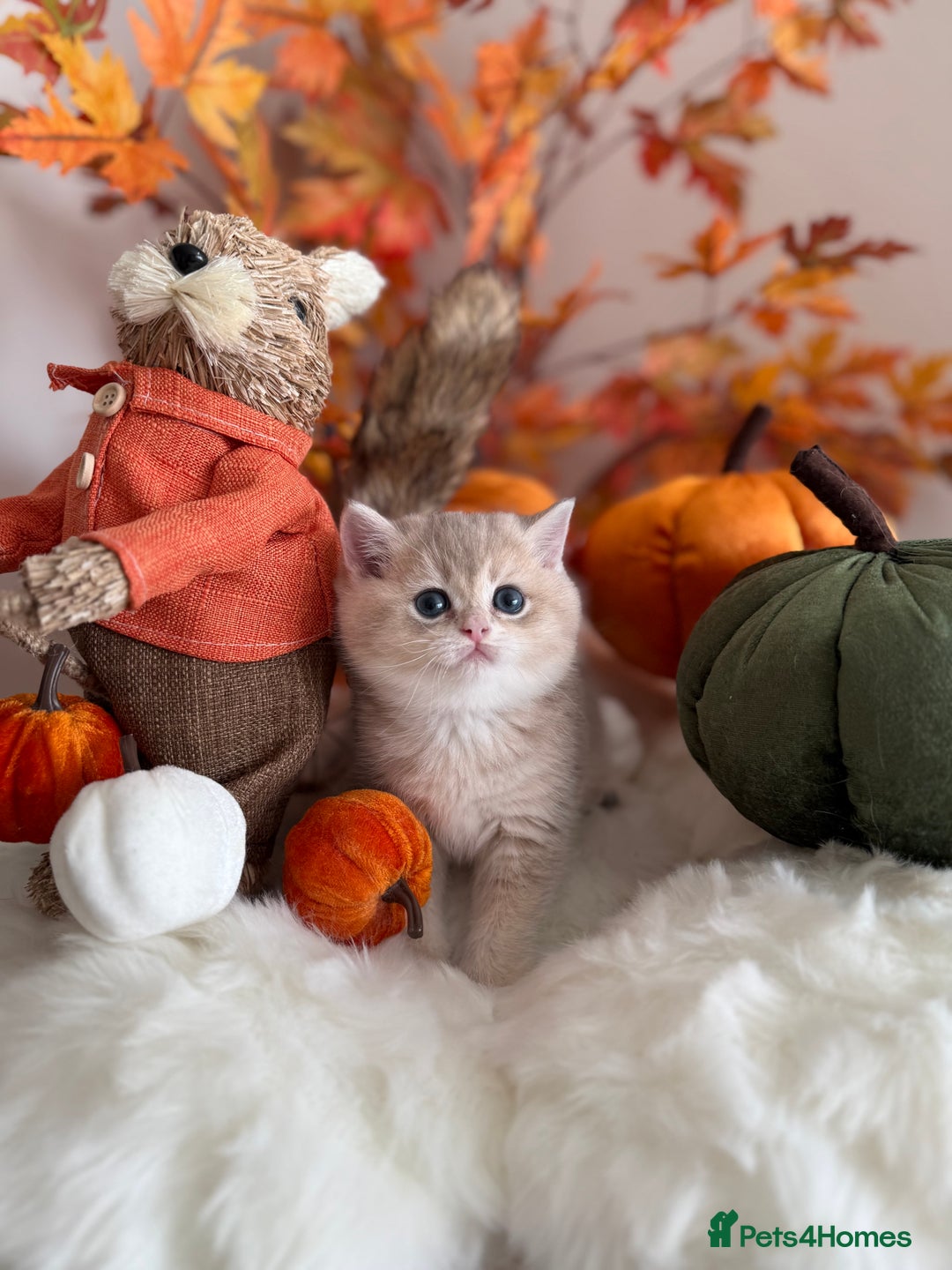 British Shorthair cats for sale: Blue Golden British Shorthair - Image 17