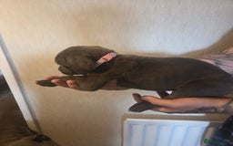 Cane Corso dogs for sale: Purebred champion bloodline cane corso puppies - Image 11