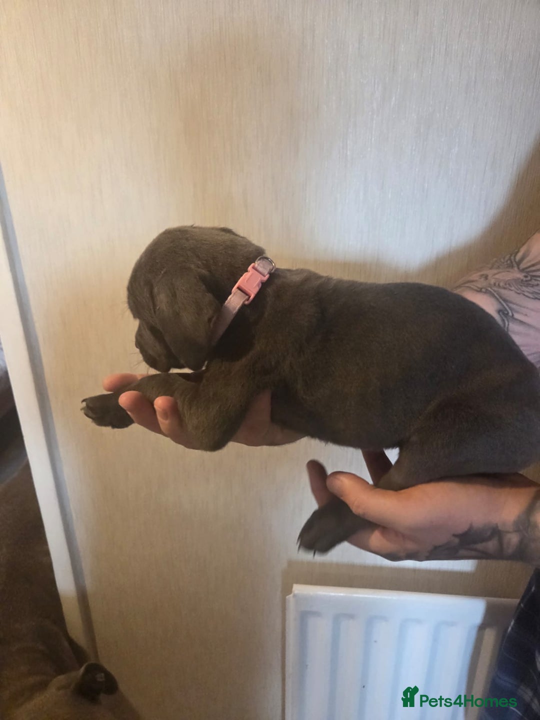 Cane Corso dogs for sale: Purebred champion bloodline cane corso puppies - Image 11