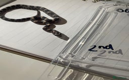 Corn Snake reptiles for sale: various baby corns avaliable  - Image 8