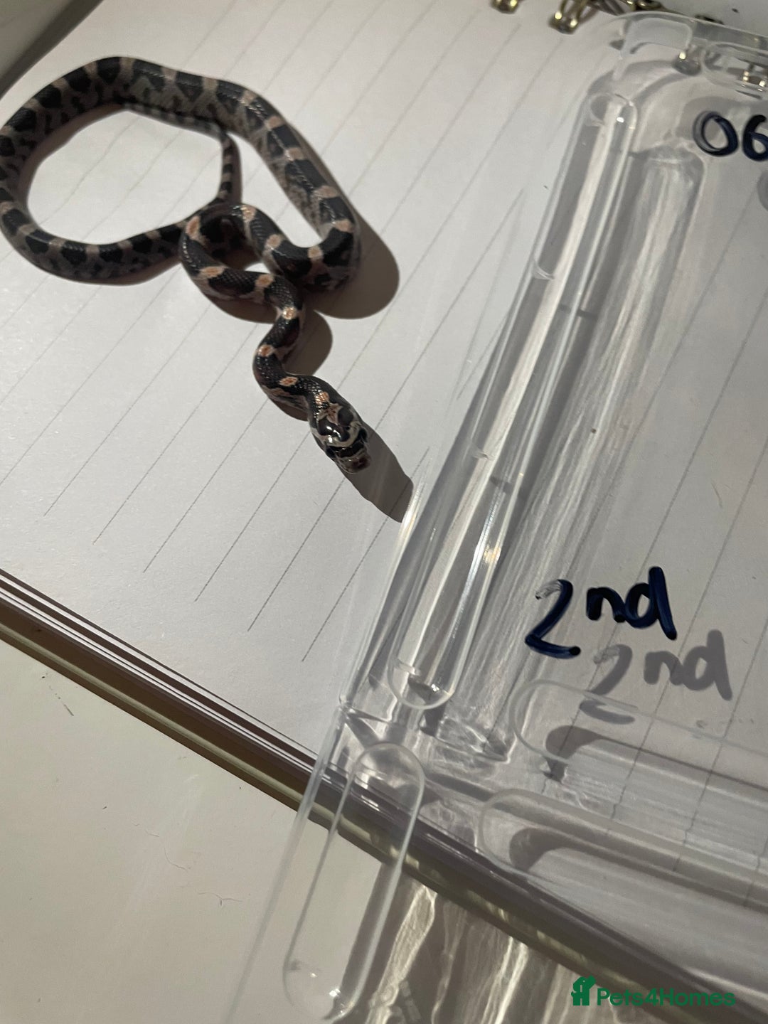 Corn Snake reptiles for sale: various baby corns avaliable  - Image 8