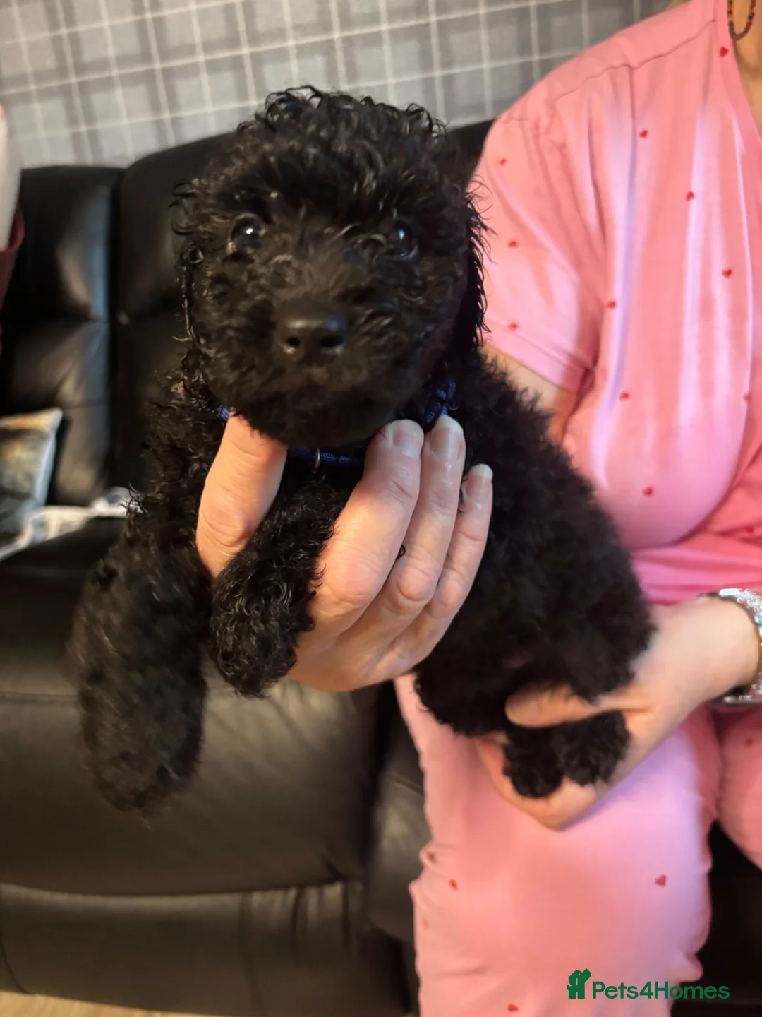 Cavapoo dogs for sale: Fb1 Cavapoos  - Advert 2