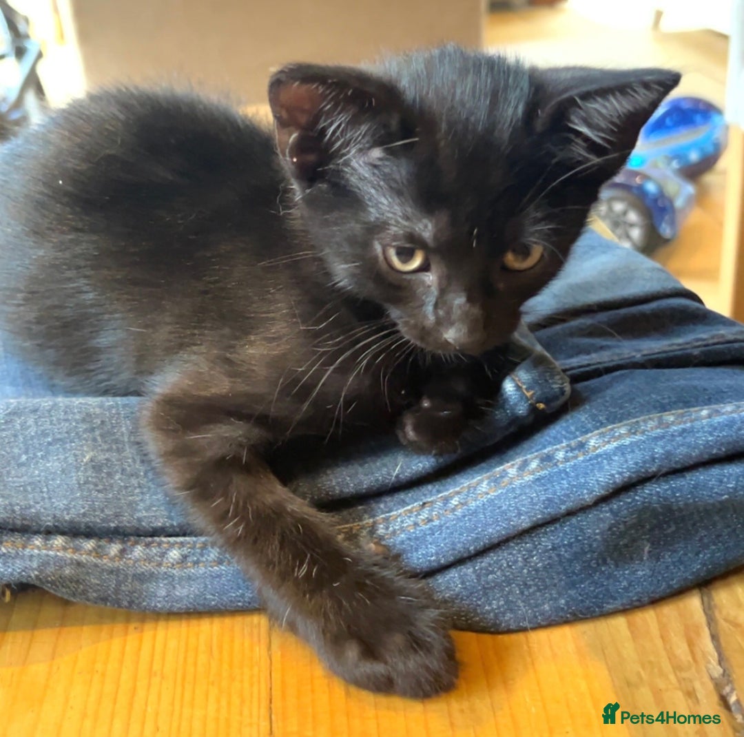 Mixed Breed cats for sale: Kittens ready to leave  - Image 2