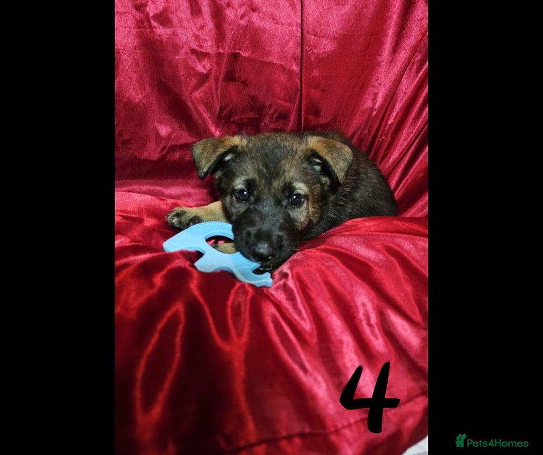 Mixed Breed dogs for sale: German Shepherd x Akita puppies - READY IN JANUARY - Advert 6