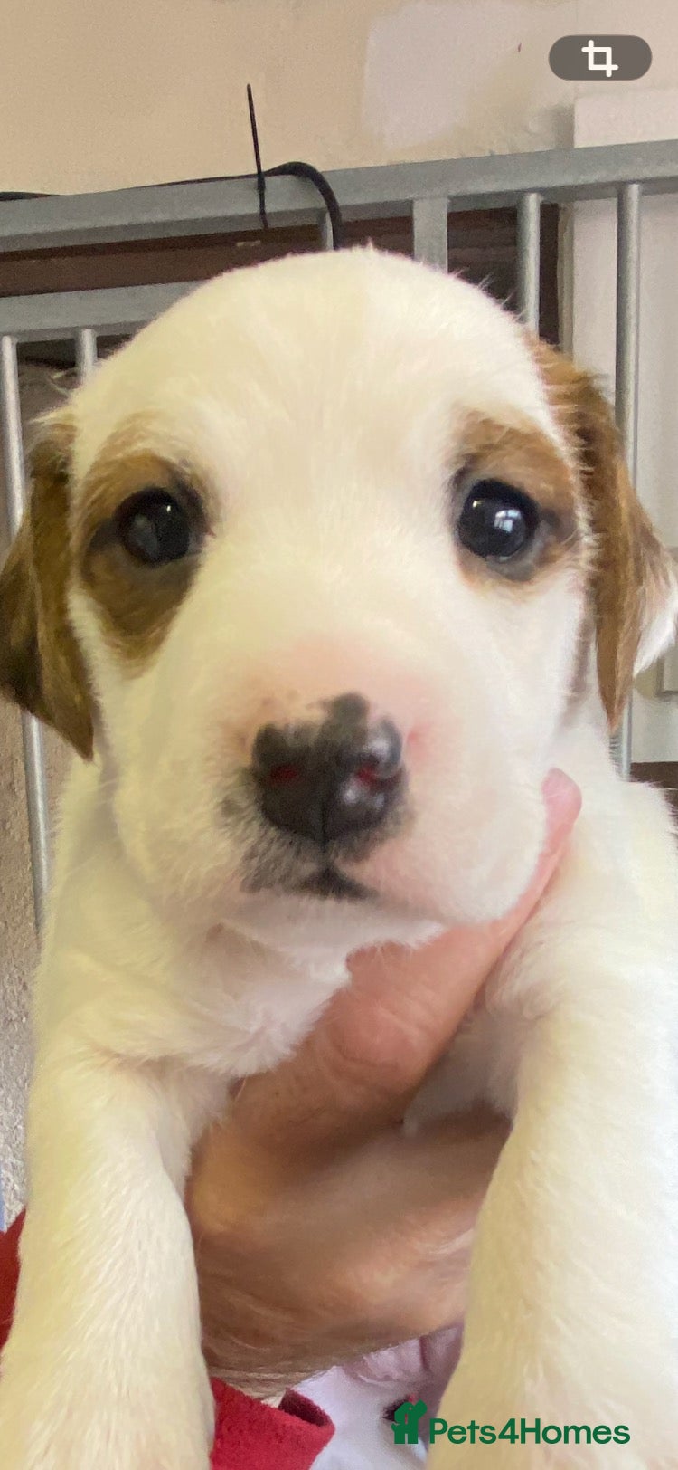 Jack Russell dogs beautiful jack Russell puppies  - Advert 2