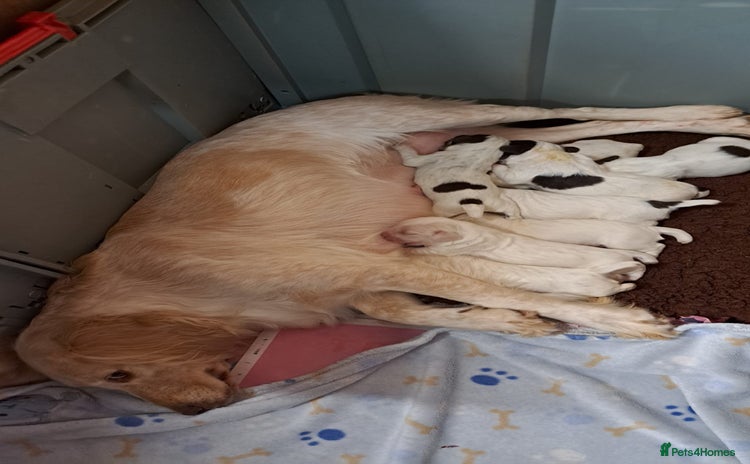 Sprocker dogs - Advert 1