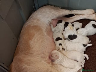 Sprocker dogs for sale - Advert 1