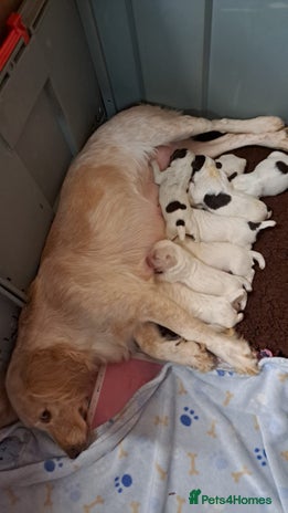 Sprocker dogs - Advert 2