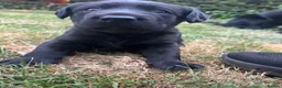 Labrador Retriever dogs for sale: Labrador puppies for sale  - Advert 7