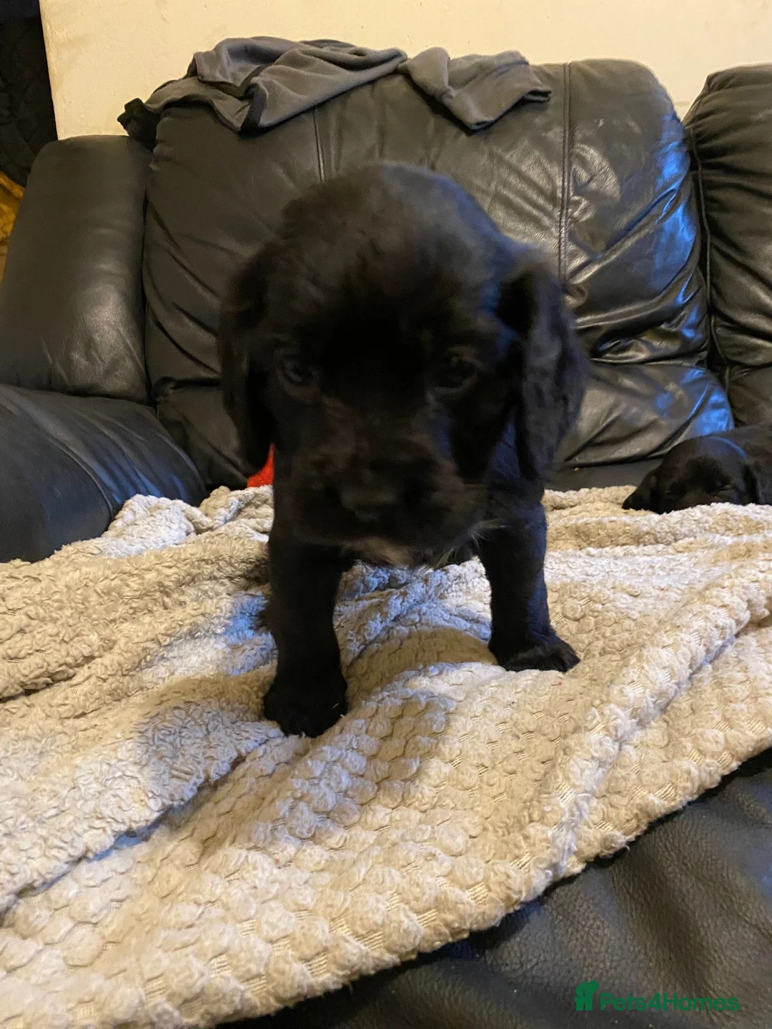 Labrador Retriever dogs for sale: Beautiful Labrador puppies  in Stoke-on-Trent - Advert 2