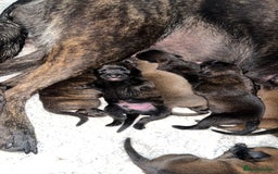 Mixed Breed dogs for sale: Dutch/Belgian malinois   - Image 5