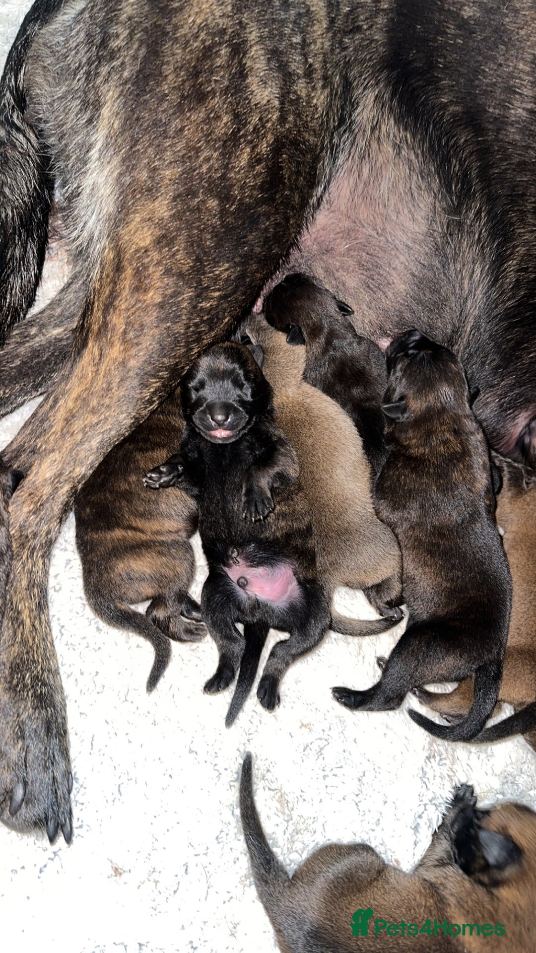 Mixed Breed dogs for sale: Dutch/Belgian malinois   - Image 5