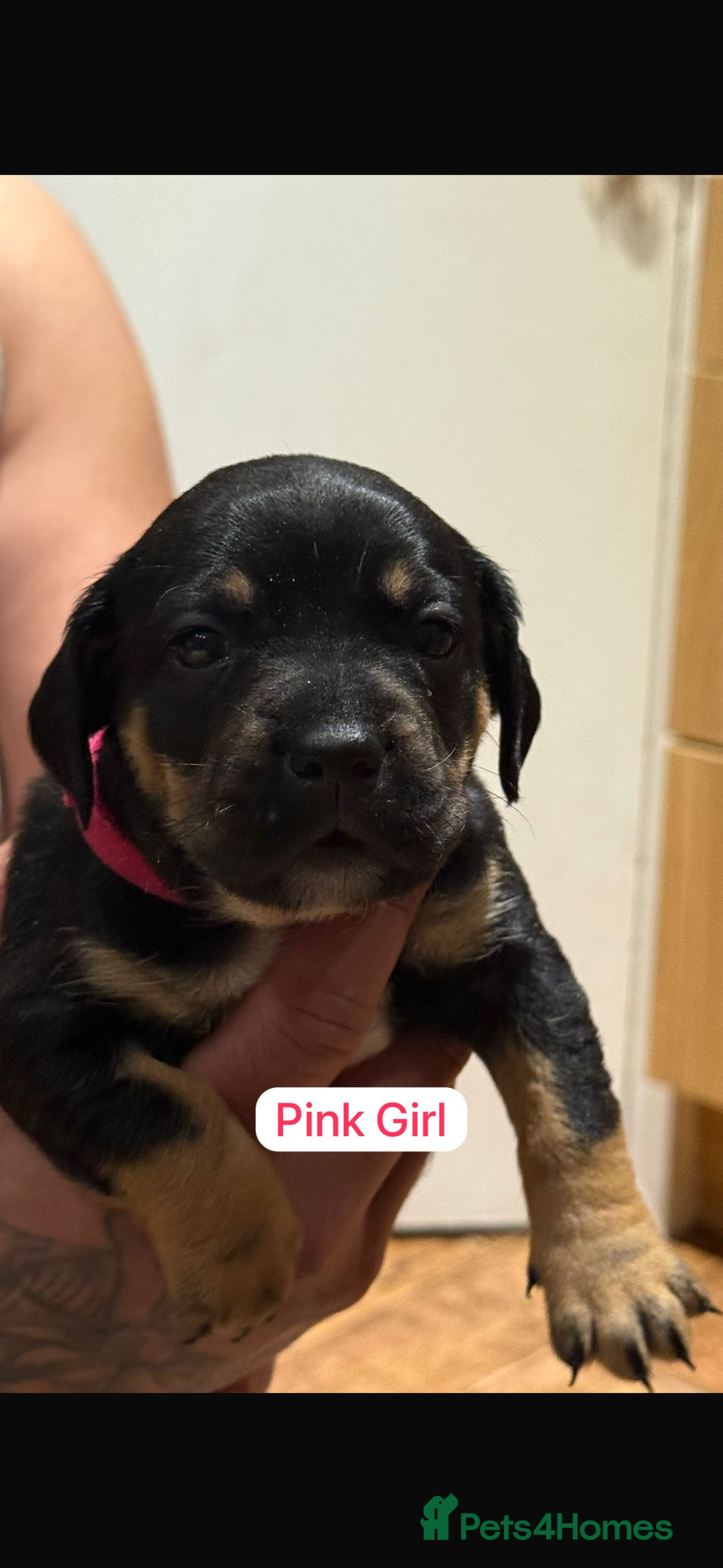 Mixed Breed dogs for sale: 🐾 Beautiful French Bull Weiners 🐾  - Advert 10