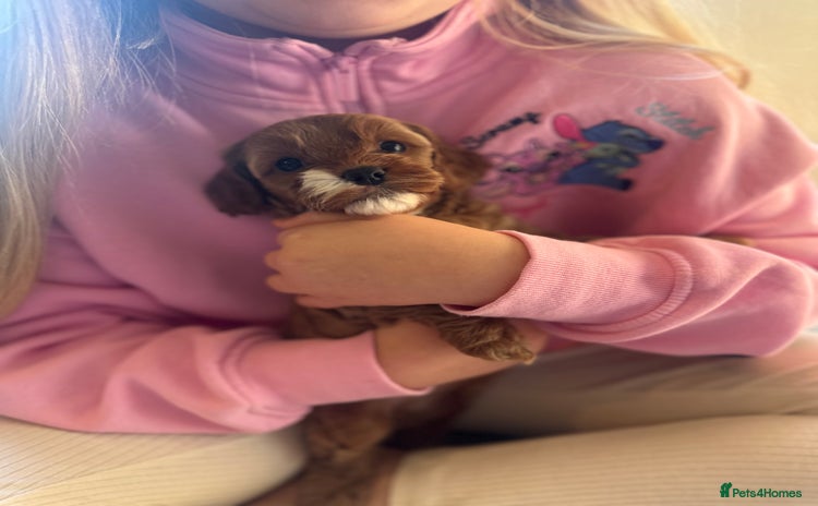 Cavapoo dogs - Advert 16