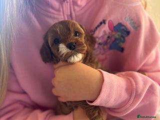 Cavapoo dogs - Advert 1