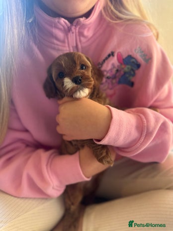 Cavapoo dogs - Advert 4