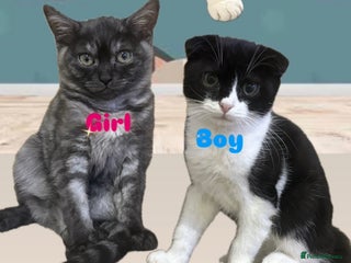 British Longhair cats British long hair and Scottish fold male & female - Advert 10