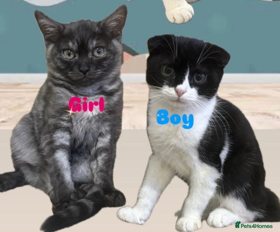 British Longhair cats British long hair and Scottish fold male & female - Advert 1