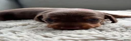 Miniature Dachshund dogs for sale: One beautiful female miniature dachshund puppy in Lincoln - Advert 7