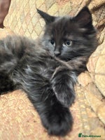 Mixed Breed cats - Advert 5