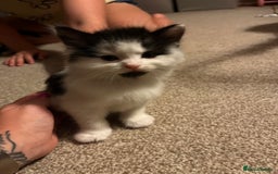 Mixed Breed cats for sale: Black and white Kittens - Image 1