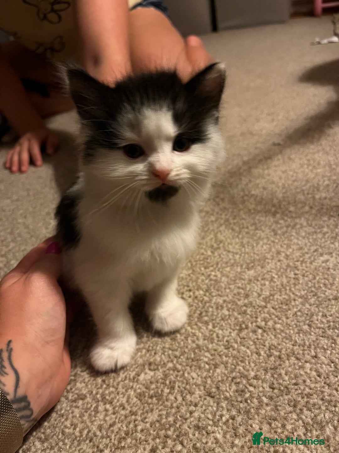 Mixed Breed cats for sale: Black and white Kittens - Image 1