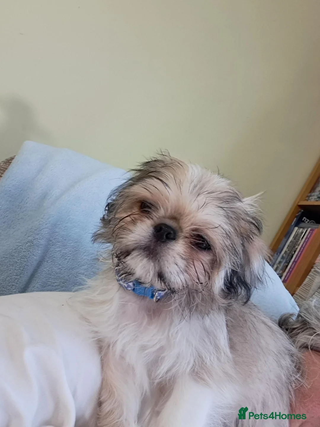 Mixed Breed dogs for sale: Shug for sale - Advert 4
