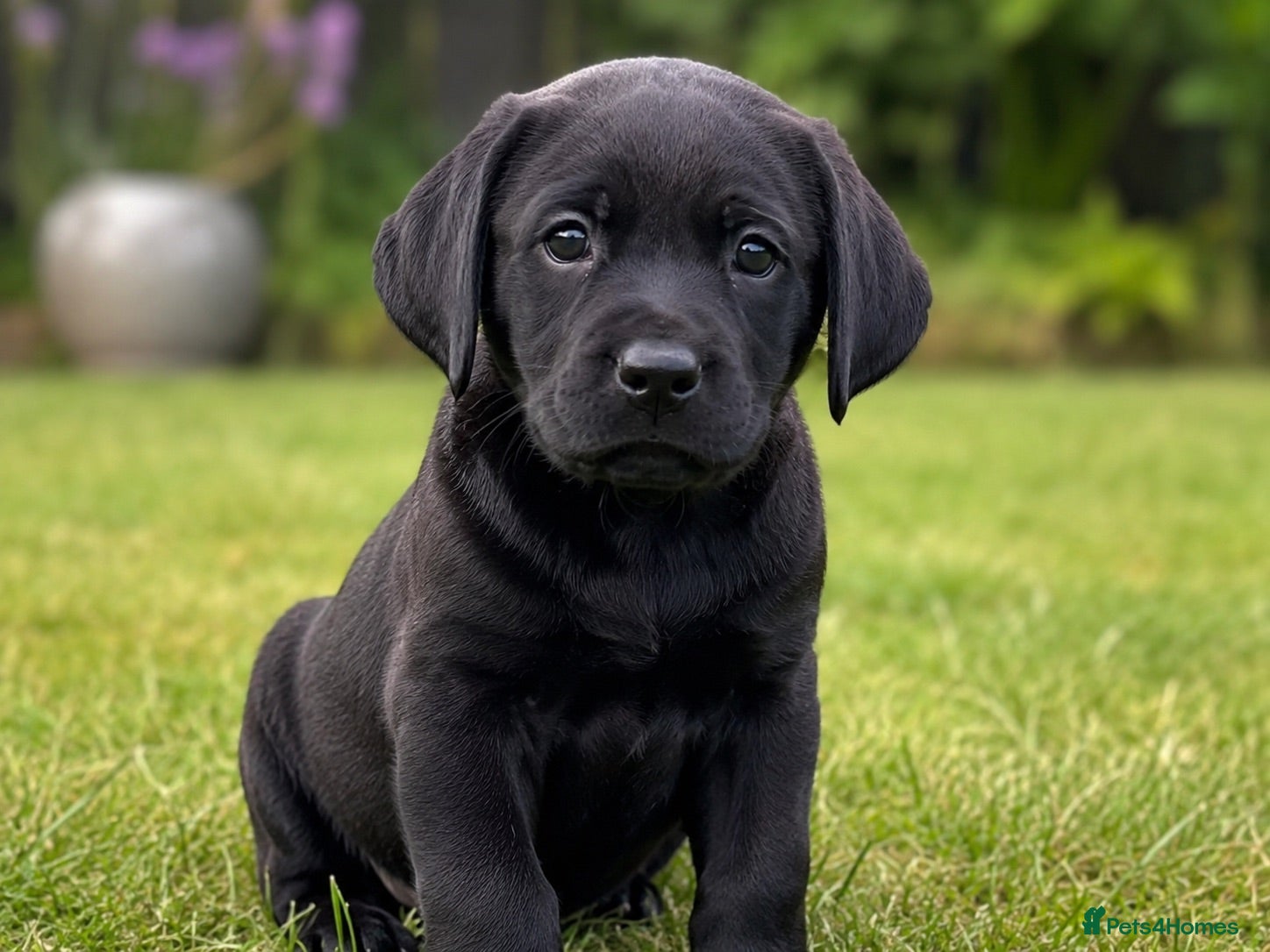 Labrador Retriever dogs Black Labrador Puppies Expected – Family Raised - Advert 4