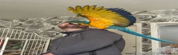 Macaws birds for sale: Blue and gold macaw  in Hertford - Advert 10
