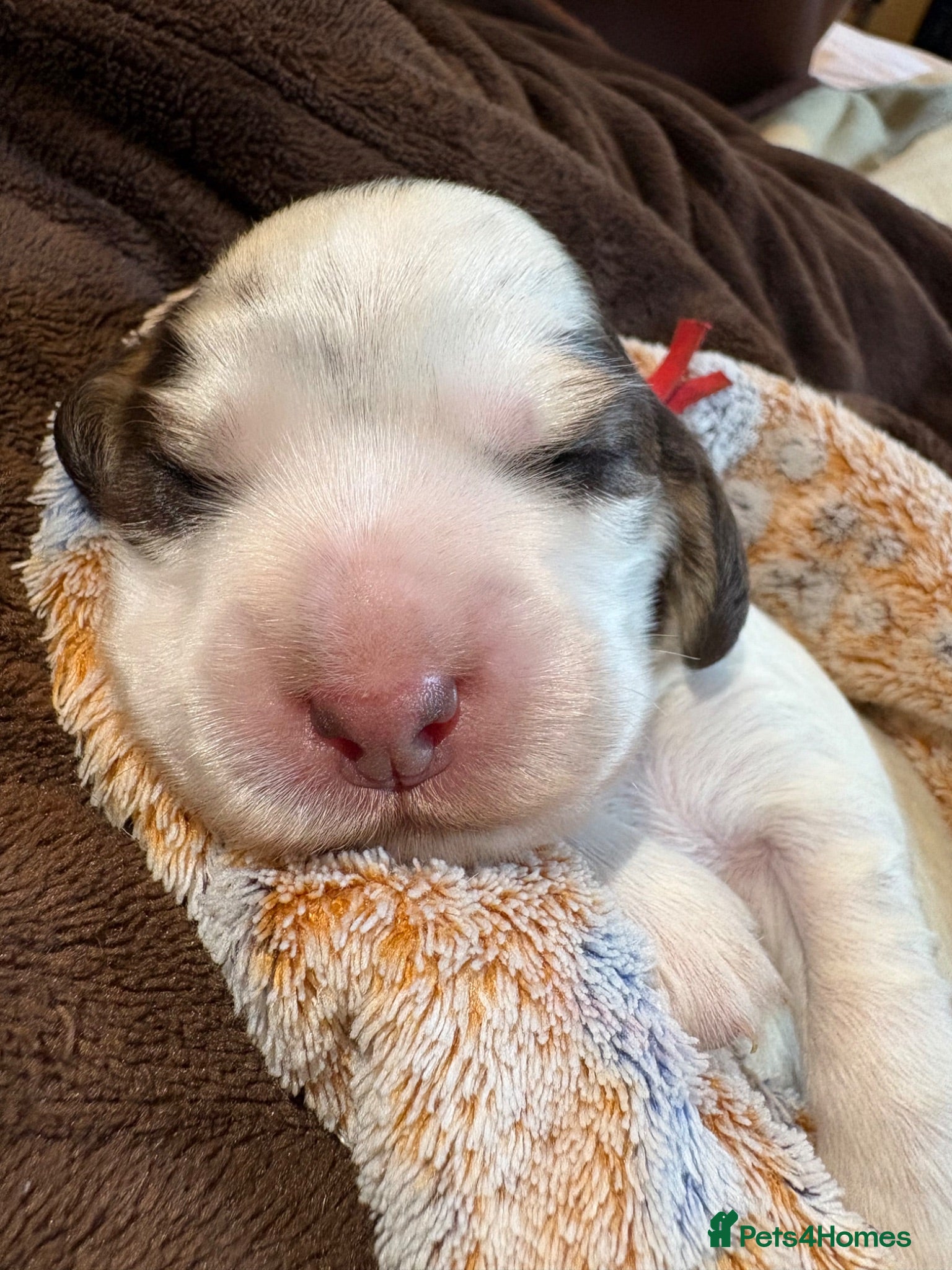 Cocker Spaniel dogs Quality KC babies - extensive health tests clear - Advert 1