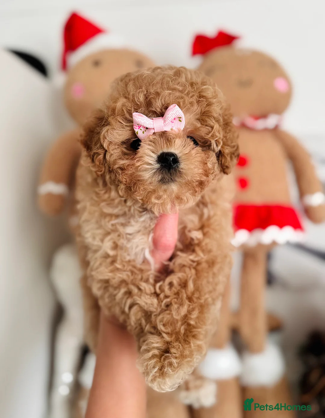 Maltipoo dogs for sale: ✨Rare Top Quality Tiny Asian F1 Maltipoo✨ - Advert 3