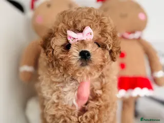 Maltipoo dogs ✨Rare Top Quality Tiny Asian F1 Maltipoo✨ - Advert 14