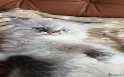 Siberian cats for sale: Hypoallergenic Siberian Neva Masquerade kitten - Image 5