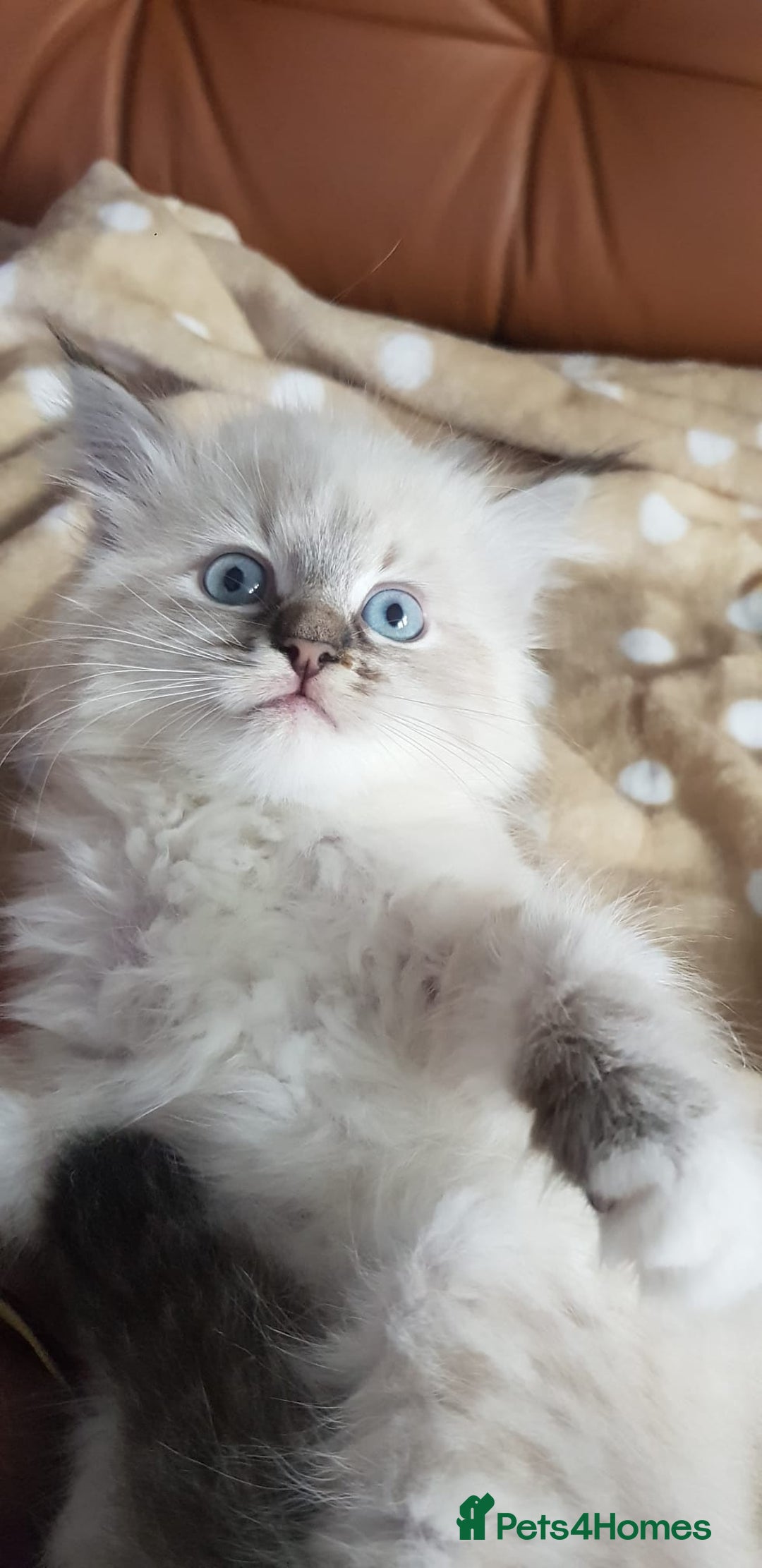 Siberian cats for sale: Hypoallergenic Siberian Neva Masquerade kitten - Image 5