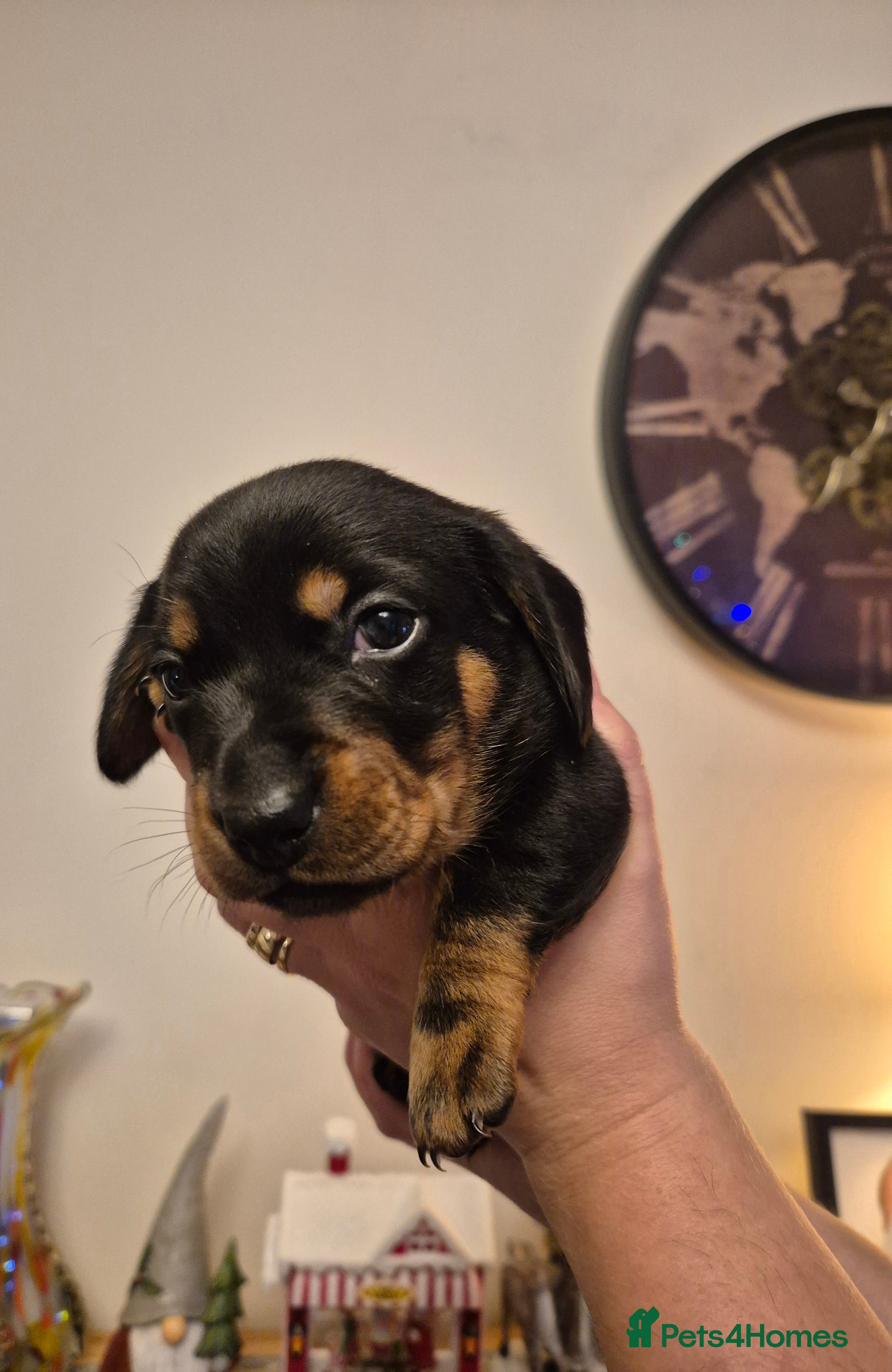 Miniature Dachshund dogs Beautiful Black & Tan Miniature Dachund Puppies - Advert 3