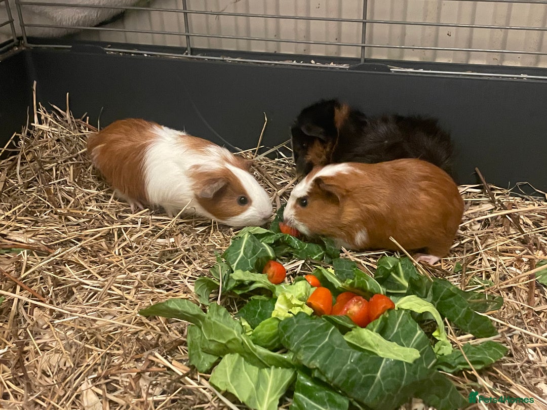 Guinea Pig rodents for sale: Baby Guinea Pigs - all male  - Advert 8