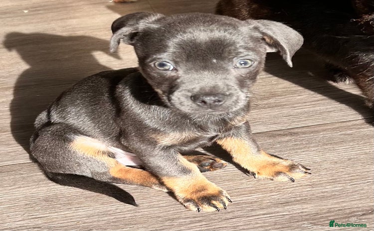 Mixed Breed dogs - Advert 3