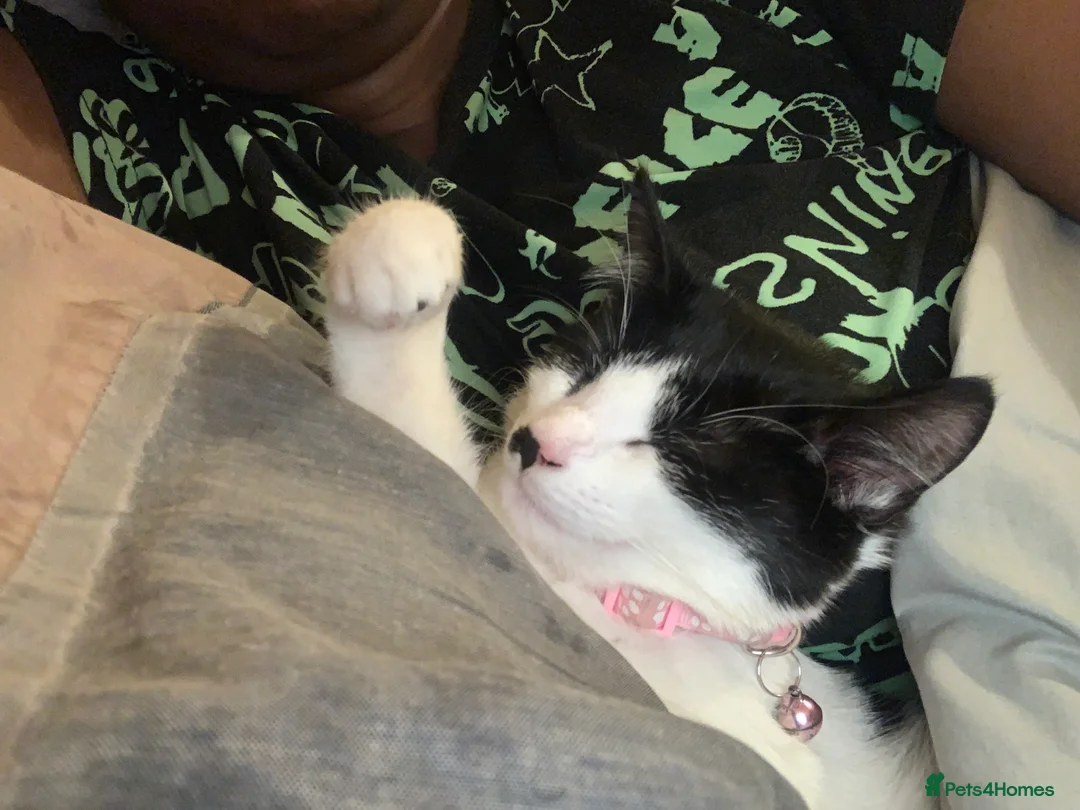 Mixed Breed cats for sale: Cute cat  - Advert 6