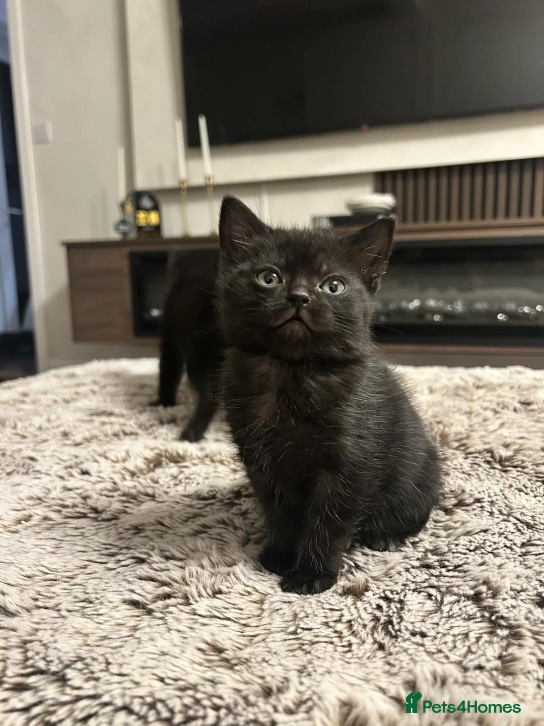Mixed Breed cats for sale: Female Kittens Looking for Their Forever Homes ✨ - Advert 6