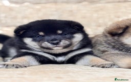 Japanese Shiba Inu dogs for sale: Champion blood Health tested Japanese Shiba Inu  - Image 4