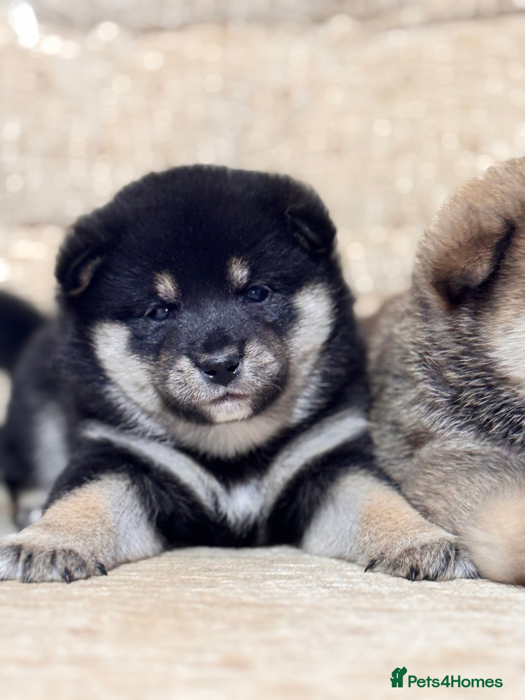 Japanese Shiba Inu dogs for sale: Champion blood Health tested Japanese Shiba Inu  - Image 4